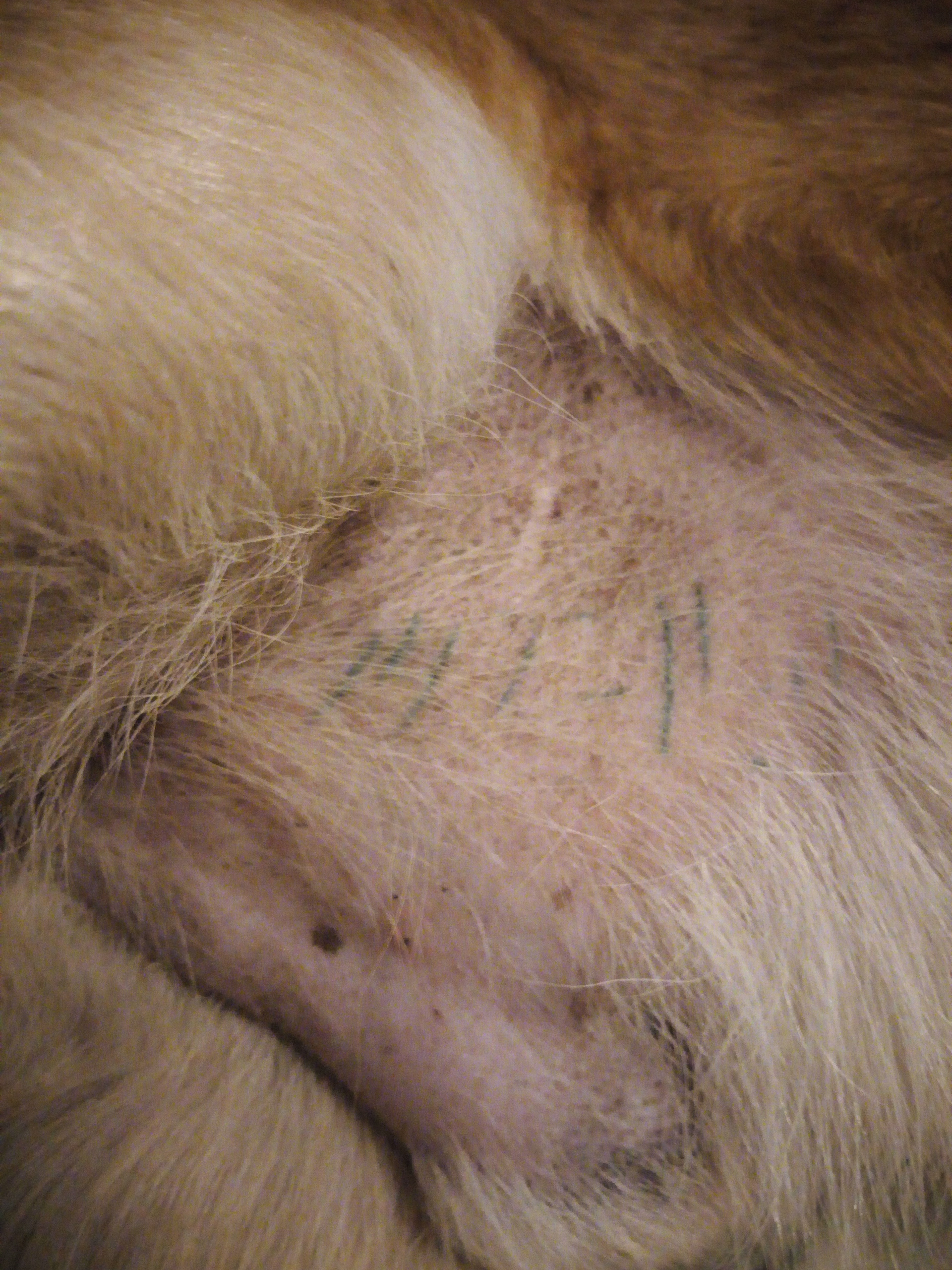 Warum hat mein Hund dieses Tattoo?