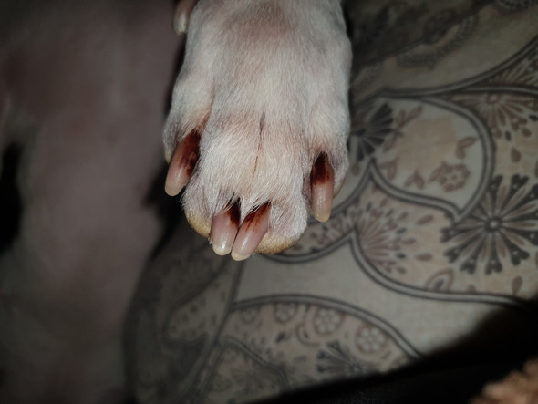 hund kralle leben guckt raus