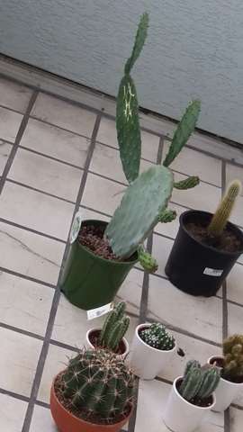  - (Pflanzen, Botanik, Kaktus)