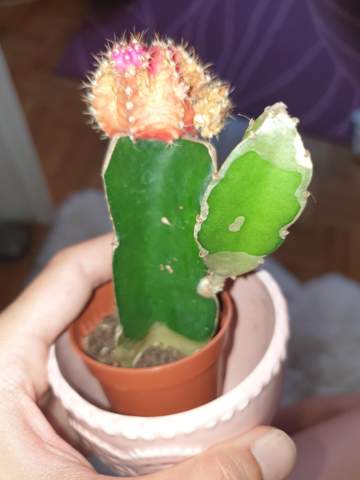 Warum hat mein Kaktus solche Flecken?