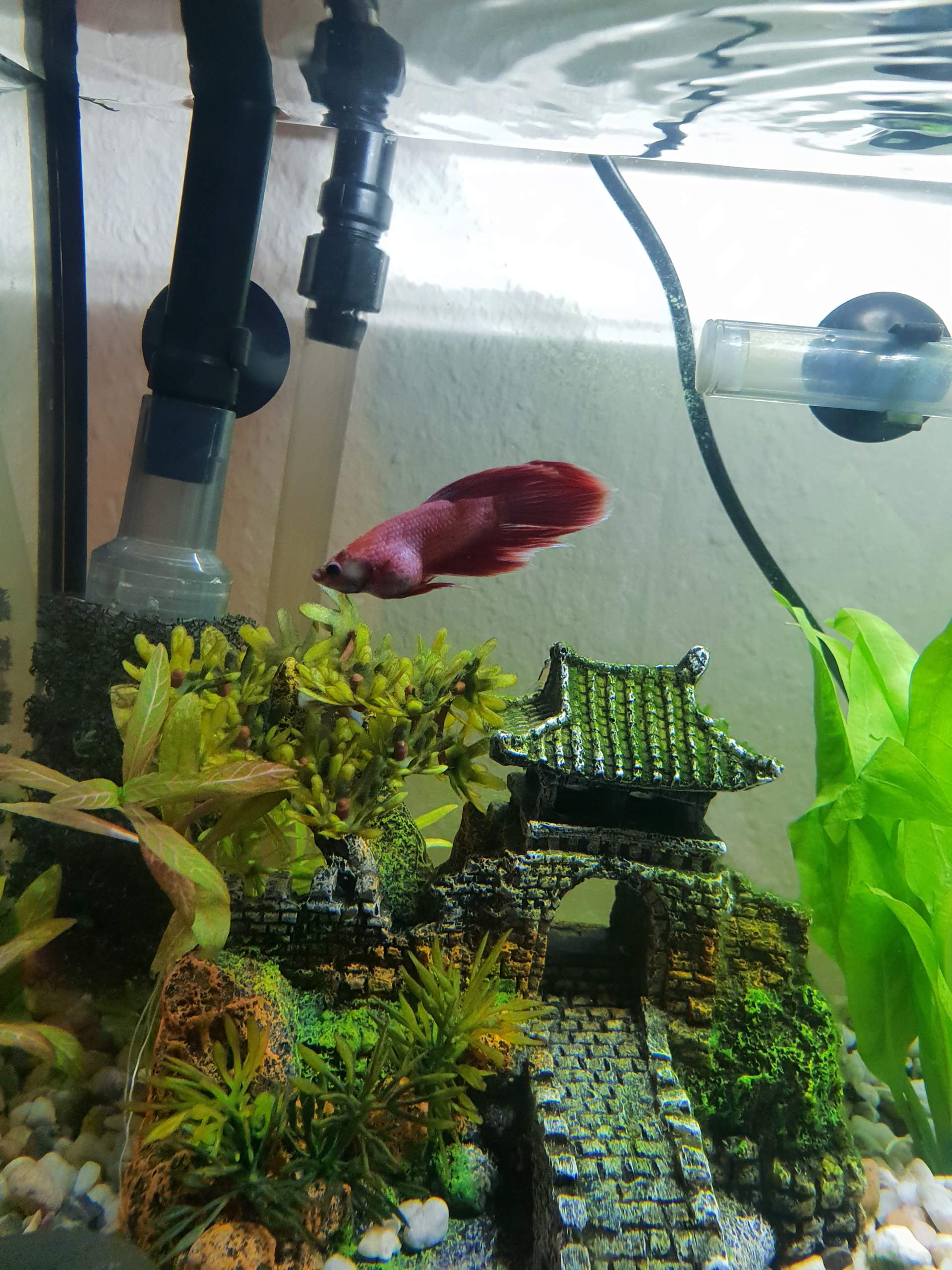 Fisch Schwimmt Senkrecht Und Hat Dicken Bauch Warum hat mein kampffisch mänchen so einen dicken Bauch? (Aquarium