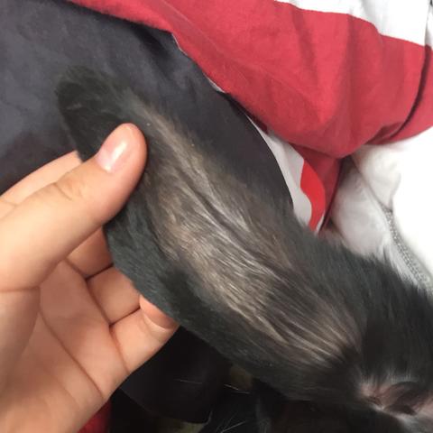 warum hat mein kaninchen so dunne haare