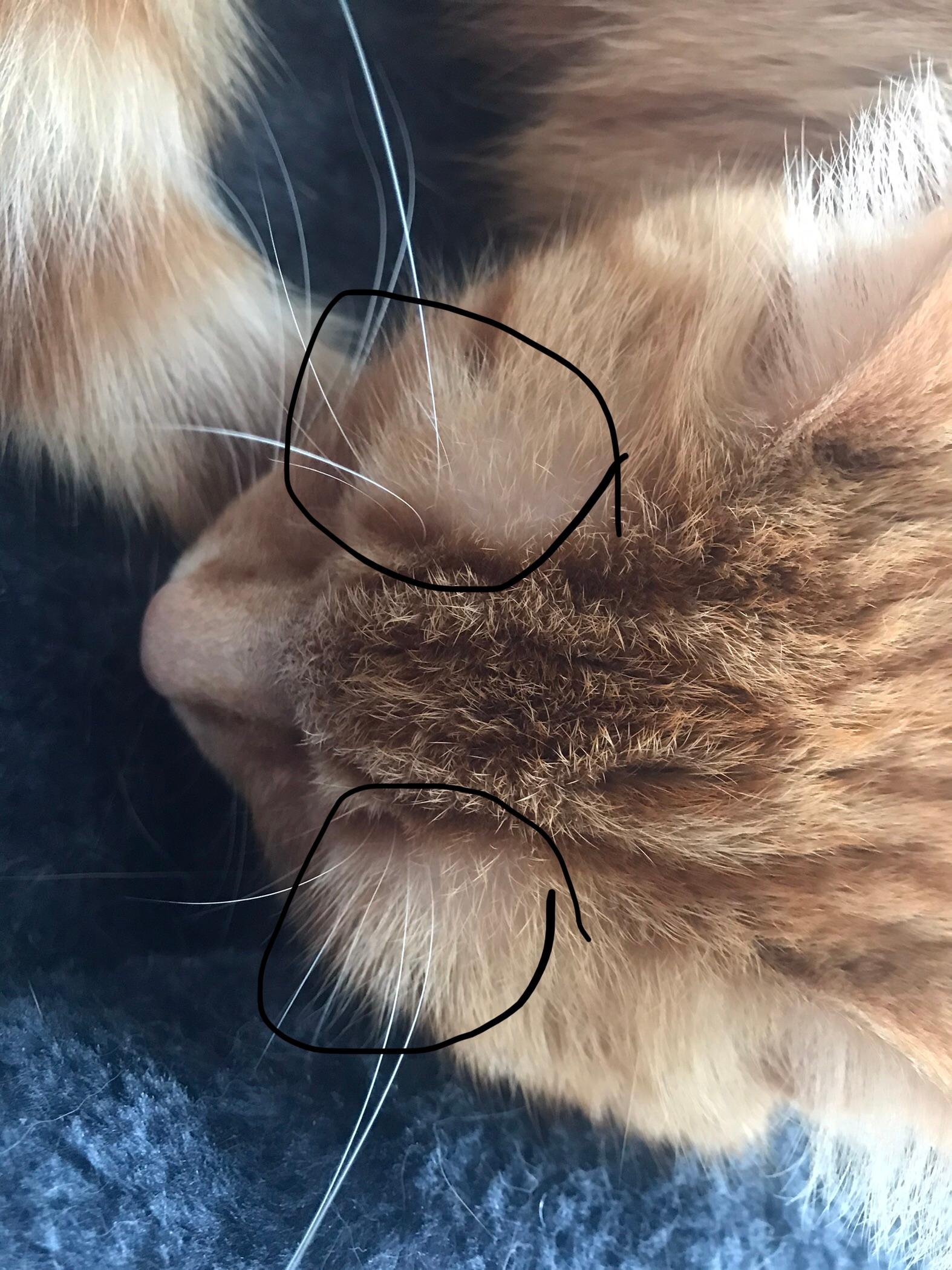 warum hat mein kater 2 kahle stellen am kopf tiere katze haustiere