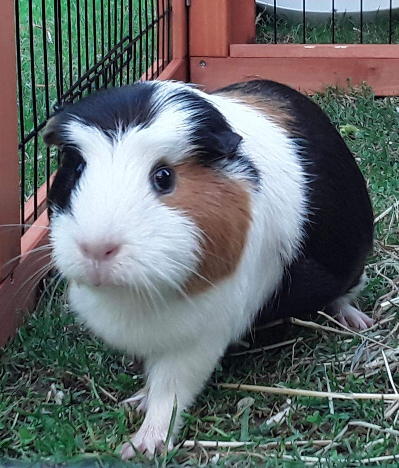 Warum hat mein Meerschweinchen einen weißen Ring ums Auge? (Tiere, Augen, Haustiere)