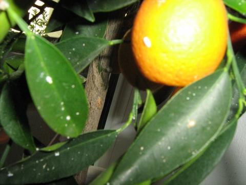Flaumige Flecken - (Pflanzen, Schädlinge, Orangenbaum)