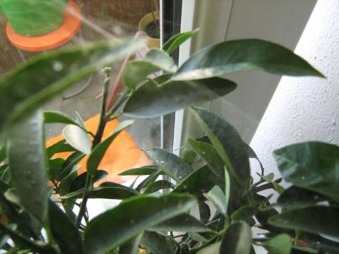 "Spinnweben" - (Pflanzen, Schädlinge, Orangenbaum)