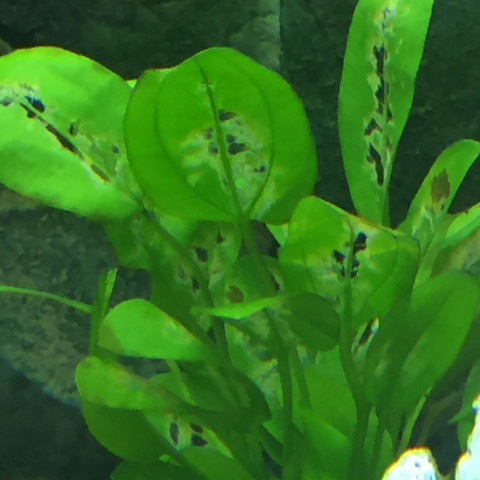 Pflanze - (Fische, Aquarium, aquarium pflanze)