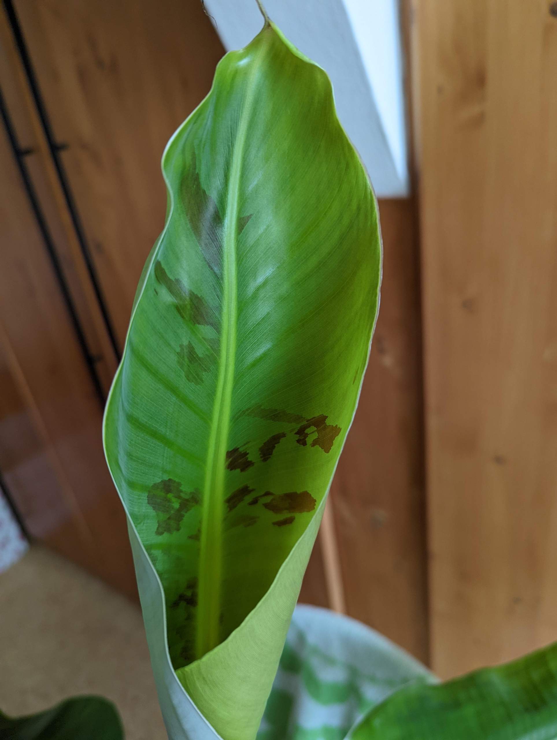 Warum hat meine Bananenstaude braune Flecken auf den neuen Blättern