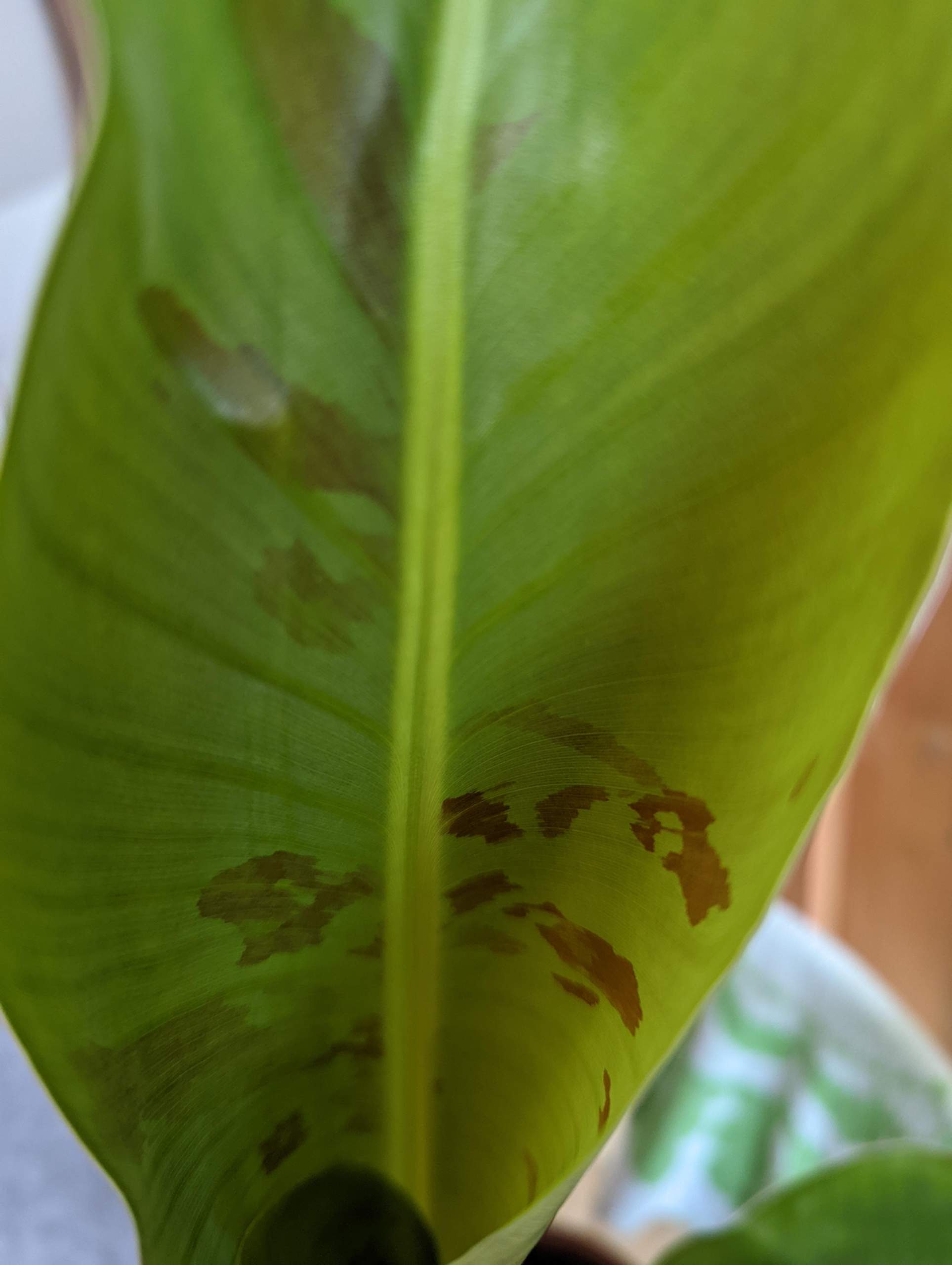 Warum hat meine Bananenstaude braune Flecken auf den neuen Blättern? (Pflanzen, Garten