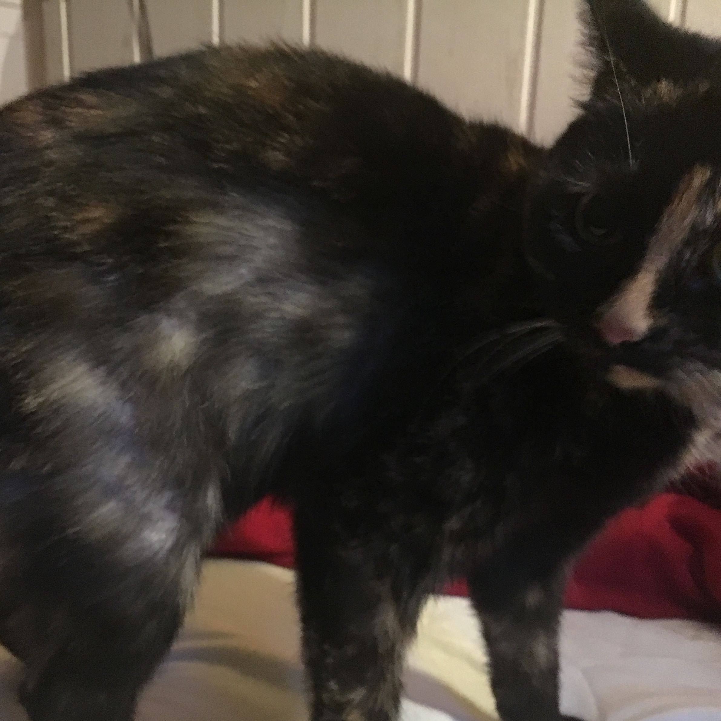 Warum hat meine Katze Haarausfall? (Gesundheit und Medizin, Fell)