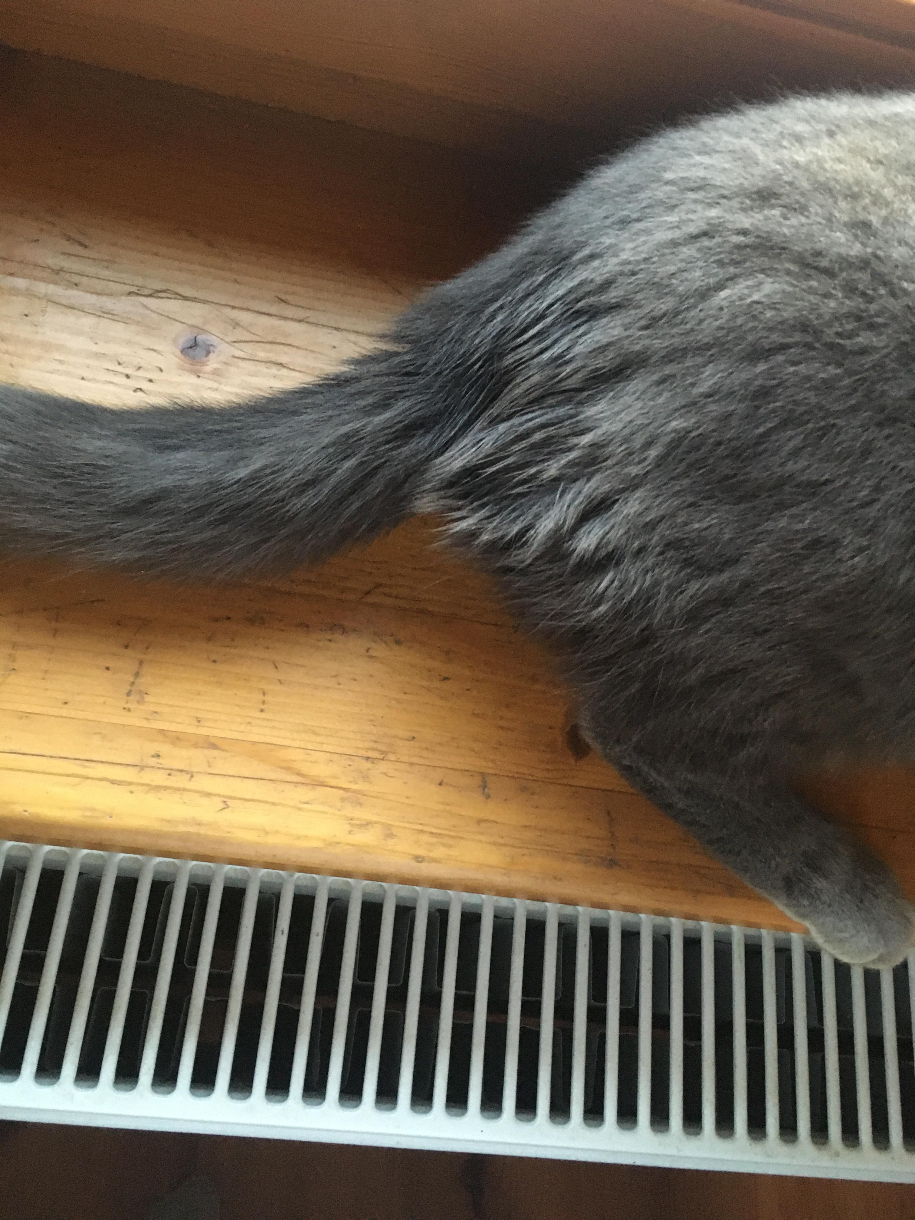 warum hat meine katze so ein fell tiere