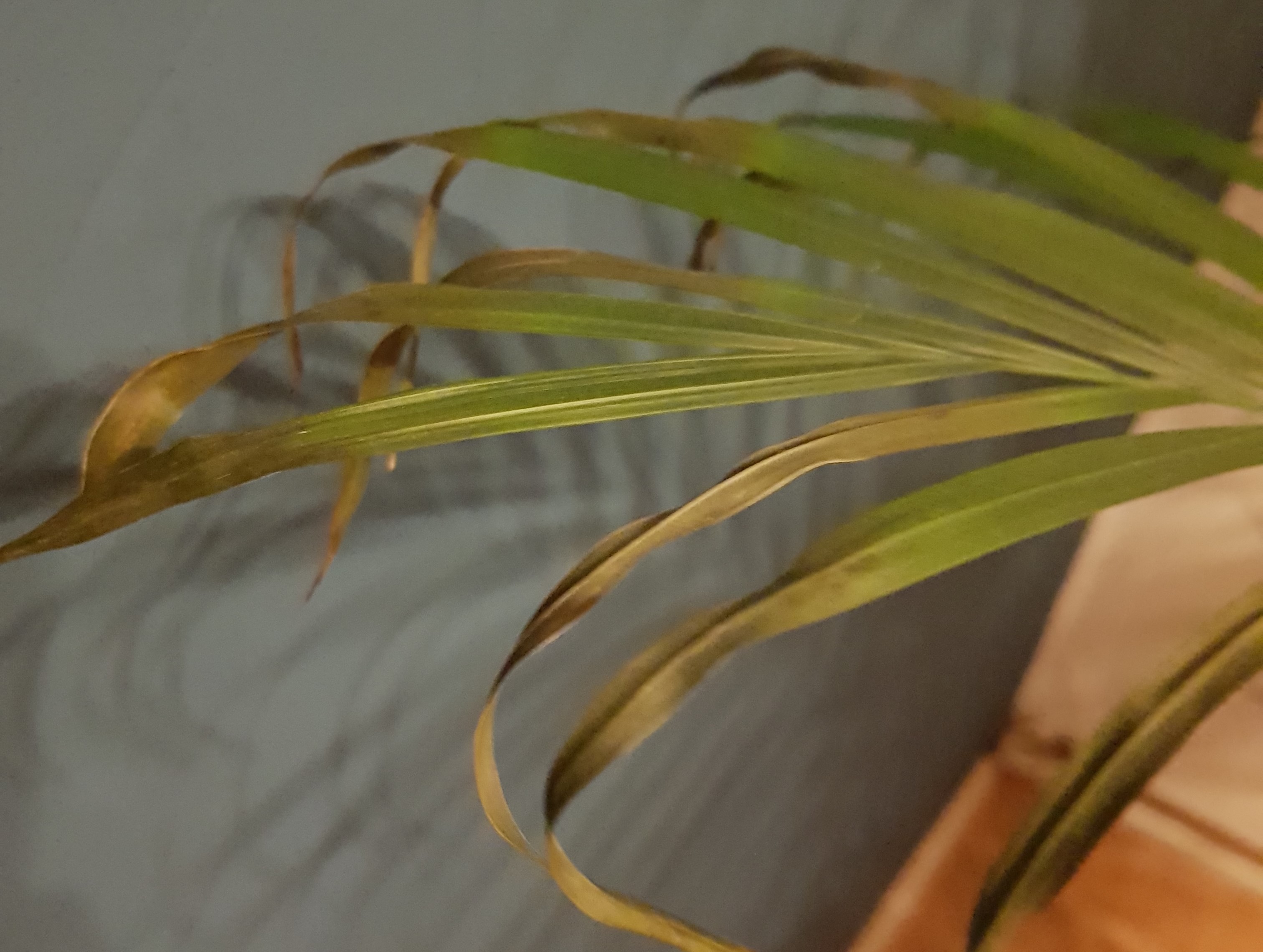 Warum hat meine Palme braune Blätter - ist das ein Pilz ...