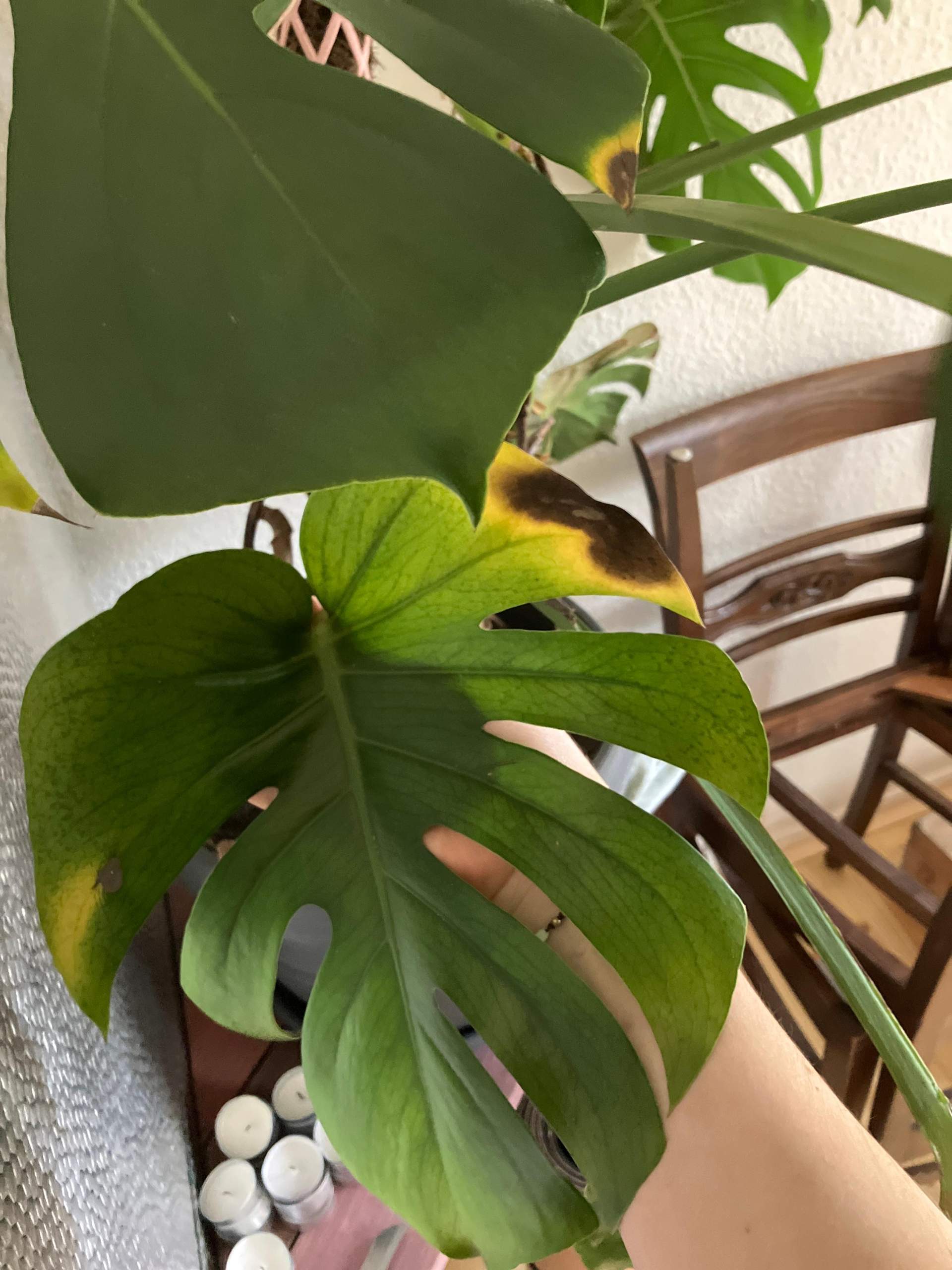 Warum hat Monstera gelbe Flchen mit braunen Flecken? (Pflanzenpflege,  Zimmerpflanzen, Bltter)