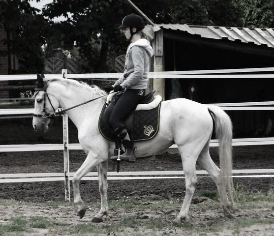 Heute  - (Pferd, Reiten, Pony)