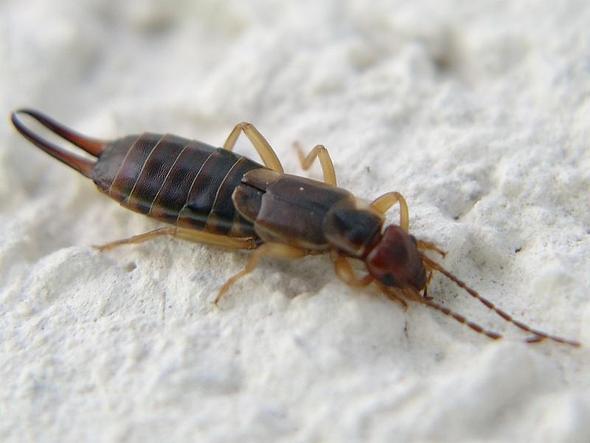 Warum Heisst Der Ohrenkneifer Ohrenkneifer Tiere Namen