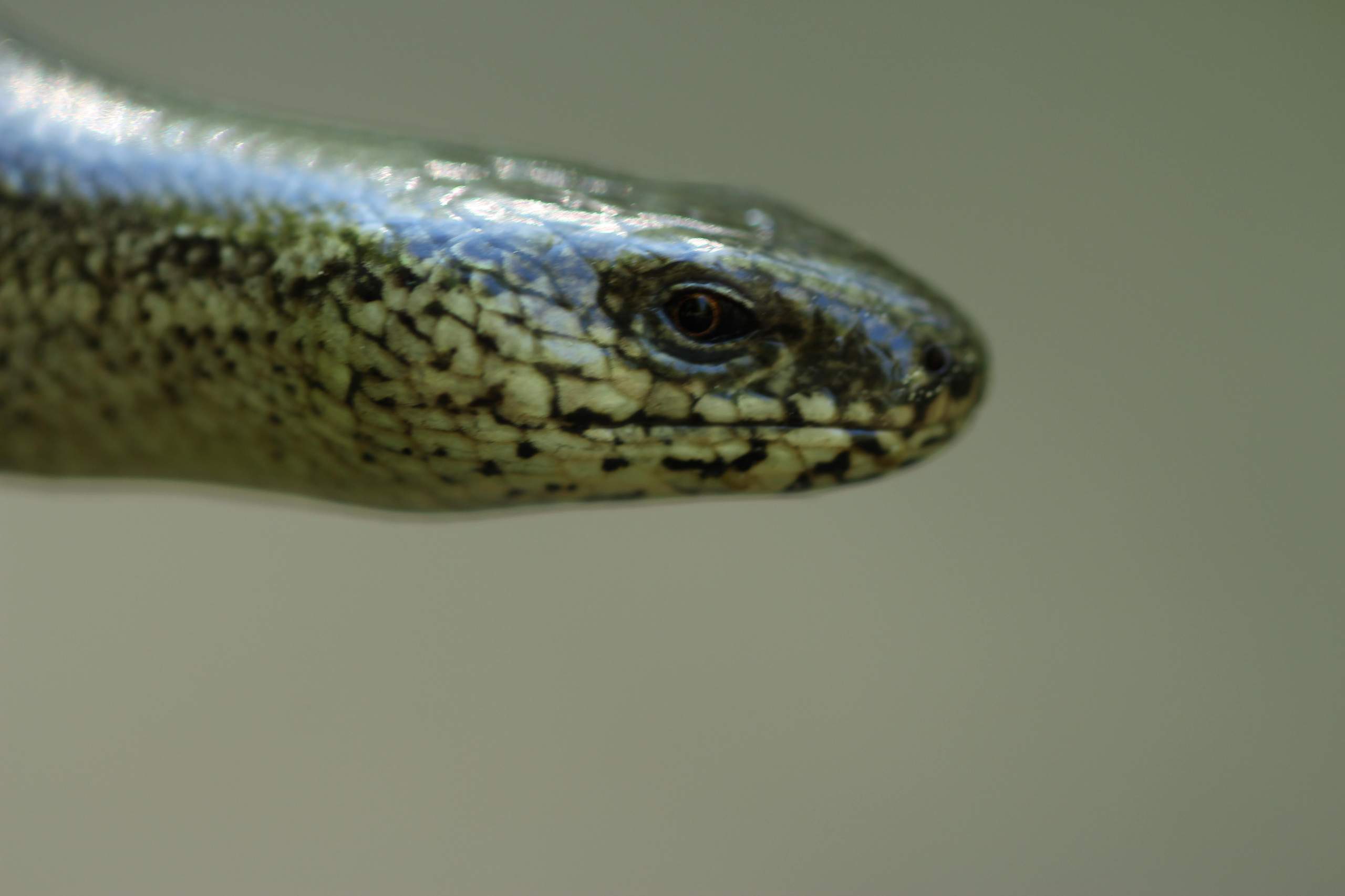 Warum heißt die Blindschleiche Blindschleiche? (Tiere, Biologie, Wald)