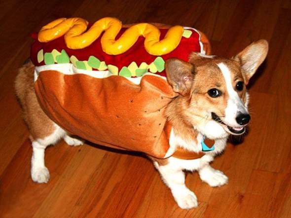 Warum Heißt Hot Dog Hot Dog