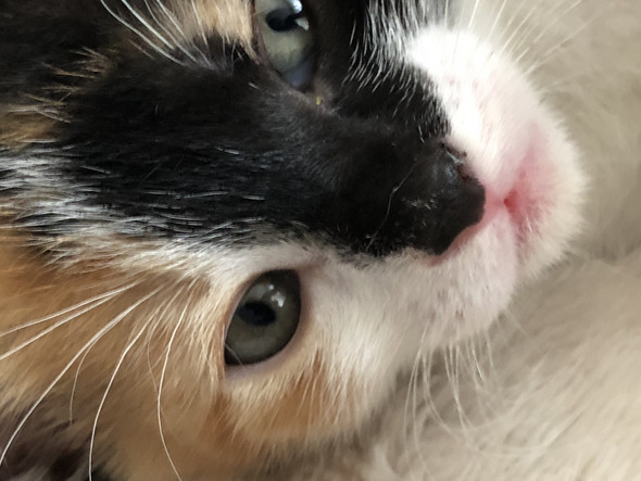 Warum Ist Das Auge So Rot Von Meiner Katze Kitten