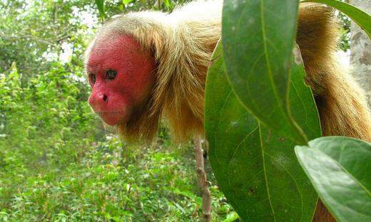 Warum ist das Hinterteil oder Kopfes eines Affens Rot?