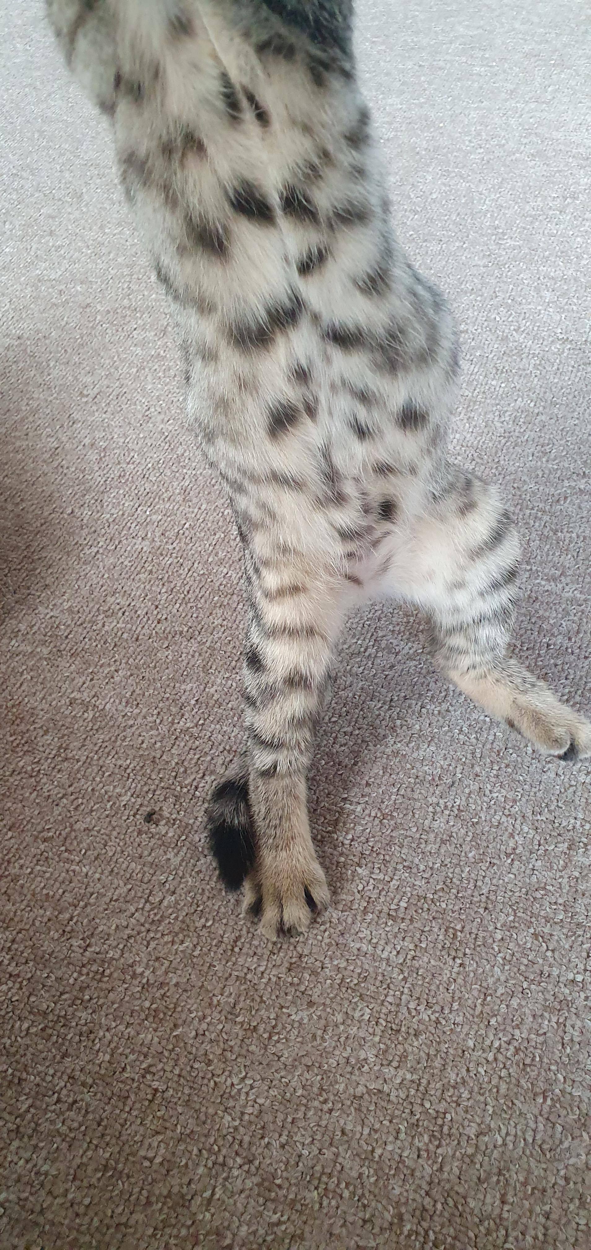 Warum Ist Der Bauch Meiner Katze So Gesundheit Und Medizin Gesundheit Katzen Warum Ist Der Bauch Meiner Katze So Gesundheit Und Medizin Gesundheit Katzen