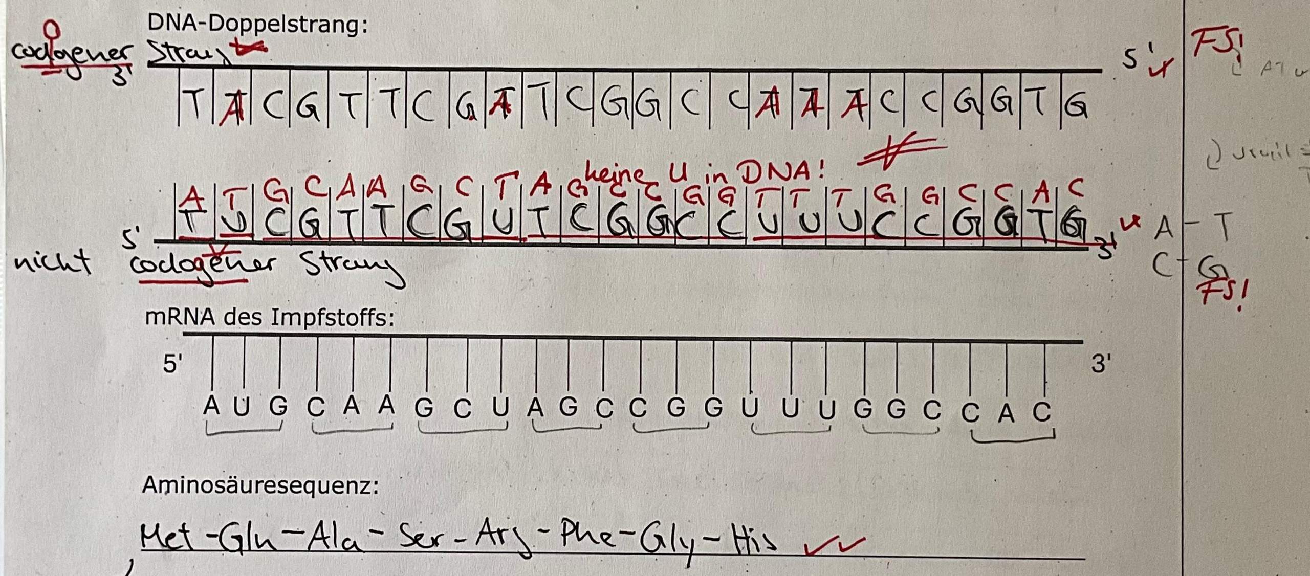 Warum ist der DNA-Doppelstrang hier falsch gezeichnet? (Menschen