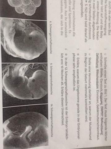 Warum ist der Embryo in der 12 Schwangerschaftswoche erst 10 Wochen alt?