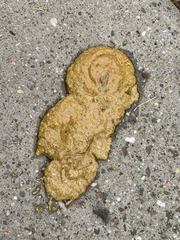 warum ist der hundekot meines dobermann welpen gelb gesundheit und medizin tiere hund