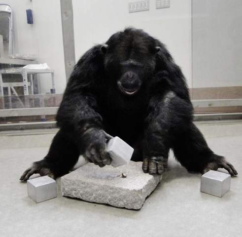 Warum ist der Mensch intelligenter als der Schimpanse?