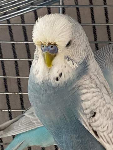 Warum ist der Schnabel gelb von mein welli? (Wellensittich, Feder)