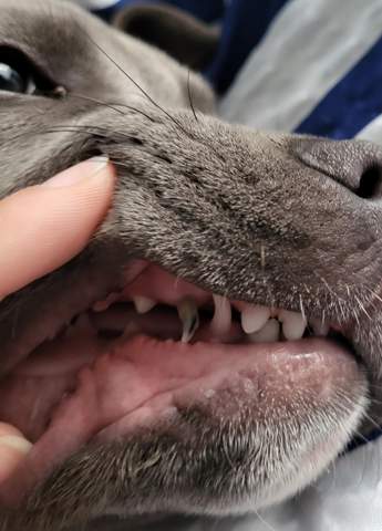 Warum ist der zahn von meiner hund verfärbt?