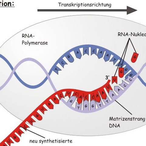 Warum ist die RNA Polymerase so dargestellt?