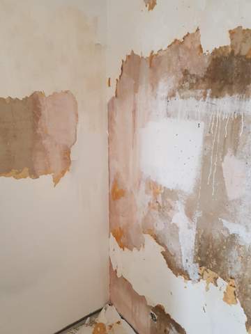 warum ist die wand hellrosa schimmel