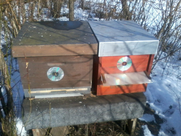 Bienenkasten mit CD - (Tiere, Bienen)