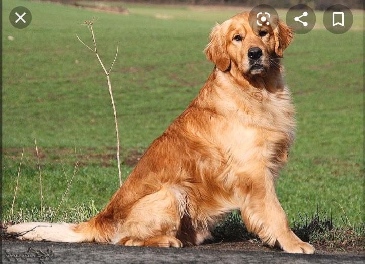 warum ist mein golden retriever so dunn ernahrung tiere hund