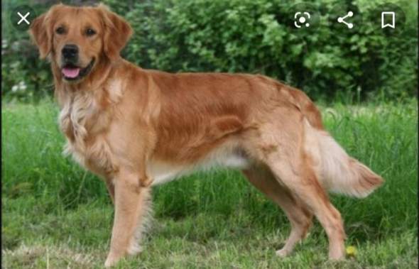 Warum ist mein Golden Retriever so dünn? (Ernährung, Tiere, Hund)