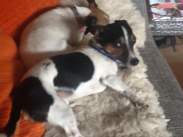Warum ist mein Hund so devot (Tiere, Hundeerziehung)