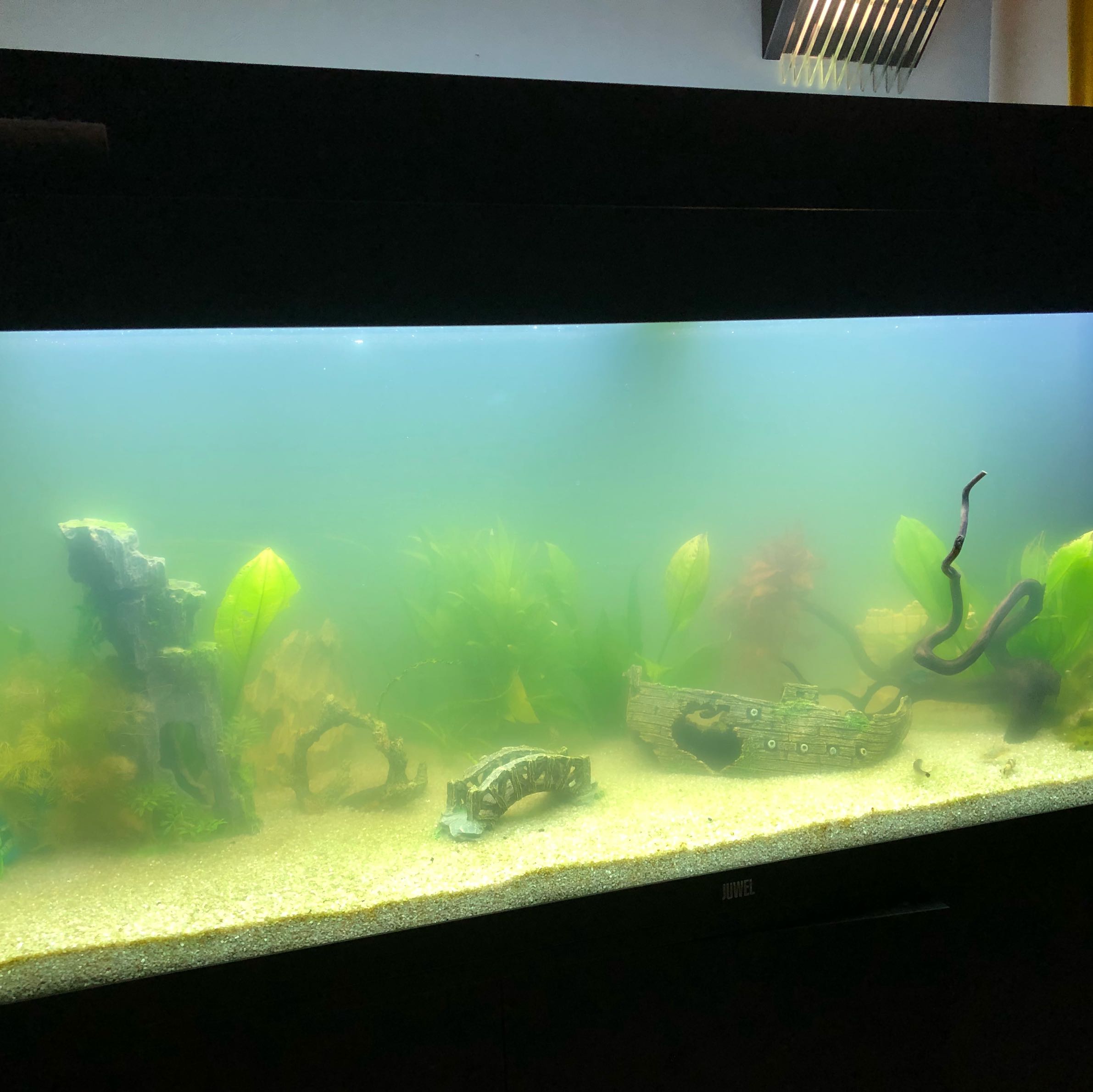 Warum ist mein Wasser im Aquarium trüb trotz Aktivkohle Filter