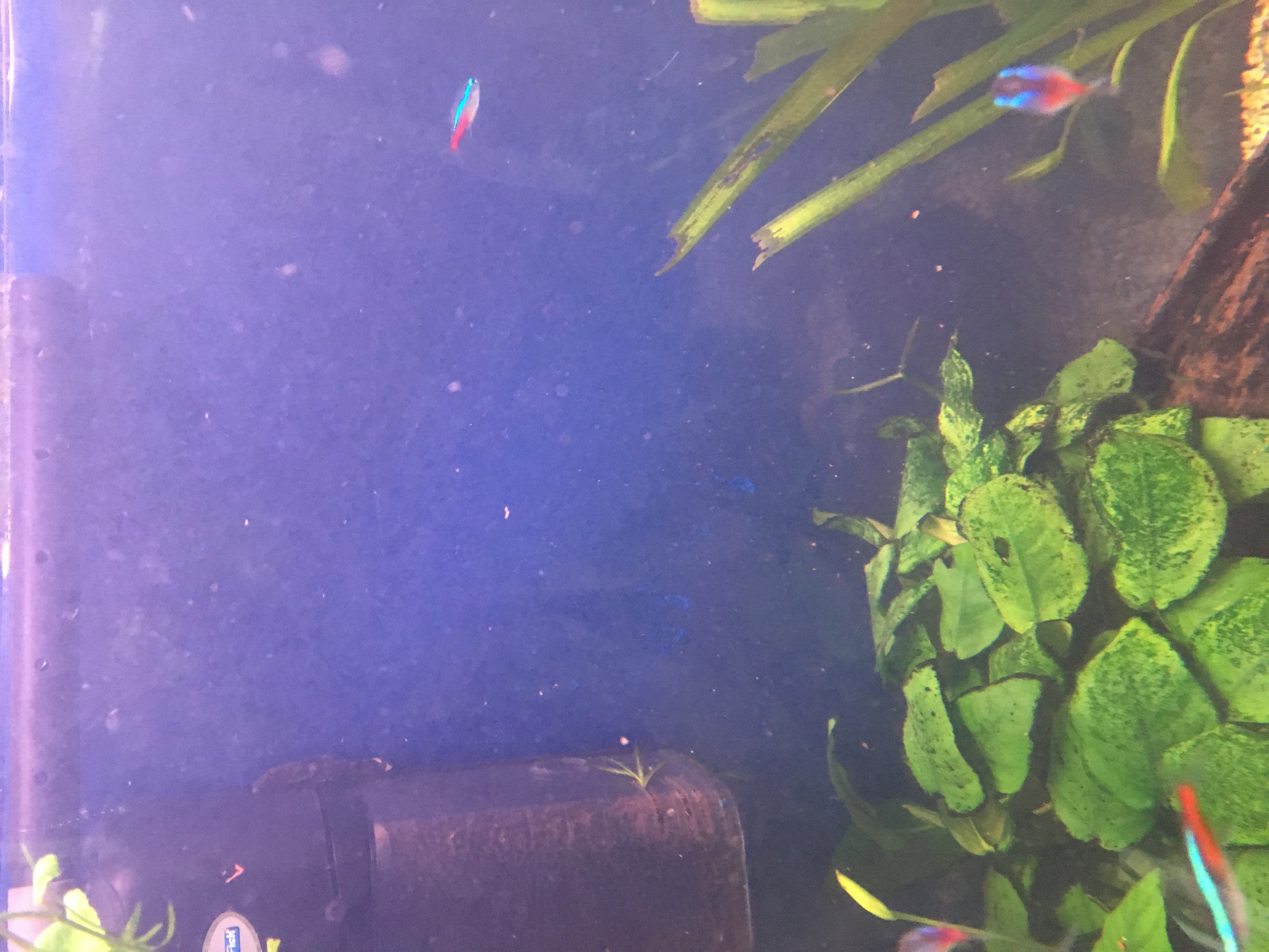 Warum ist mein Wasser seit 2 Wochen so trüb ? (Aquarium, Aquaristik)