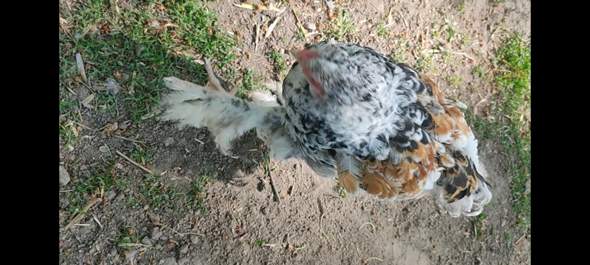 Warum kann mein Huhn nicht mehr richtig laufen? (krank, Kücken)
