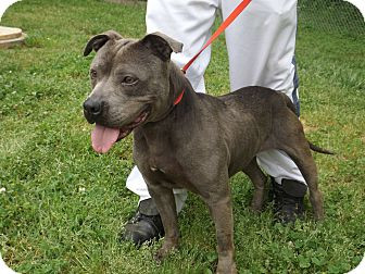 77+ American Pitbull Terrier Vs American Bully