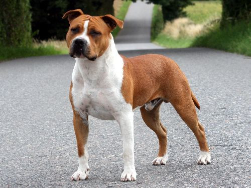 Warum Kennen Viele Nicht Den Unterschied Zwischen American Pitbull Terrier Und Amstaff Und Das Es 2 Verschiedene Rassen Sind Menschen Hund Rasse