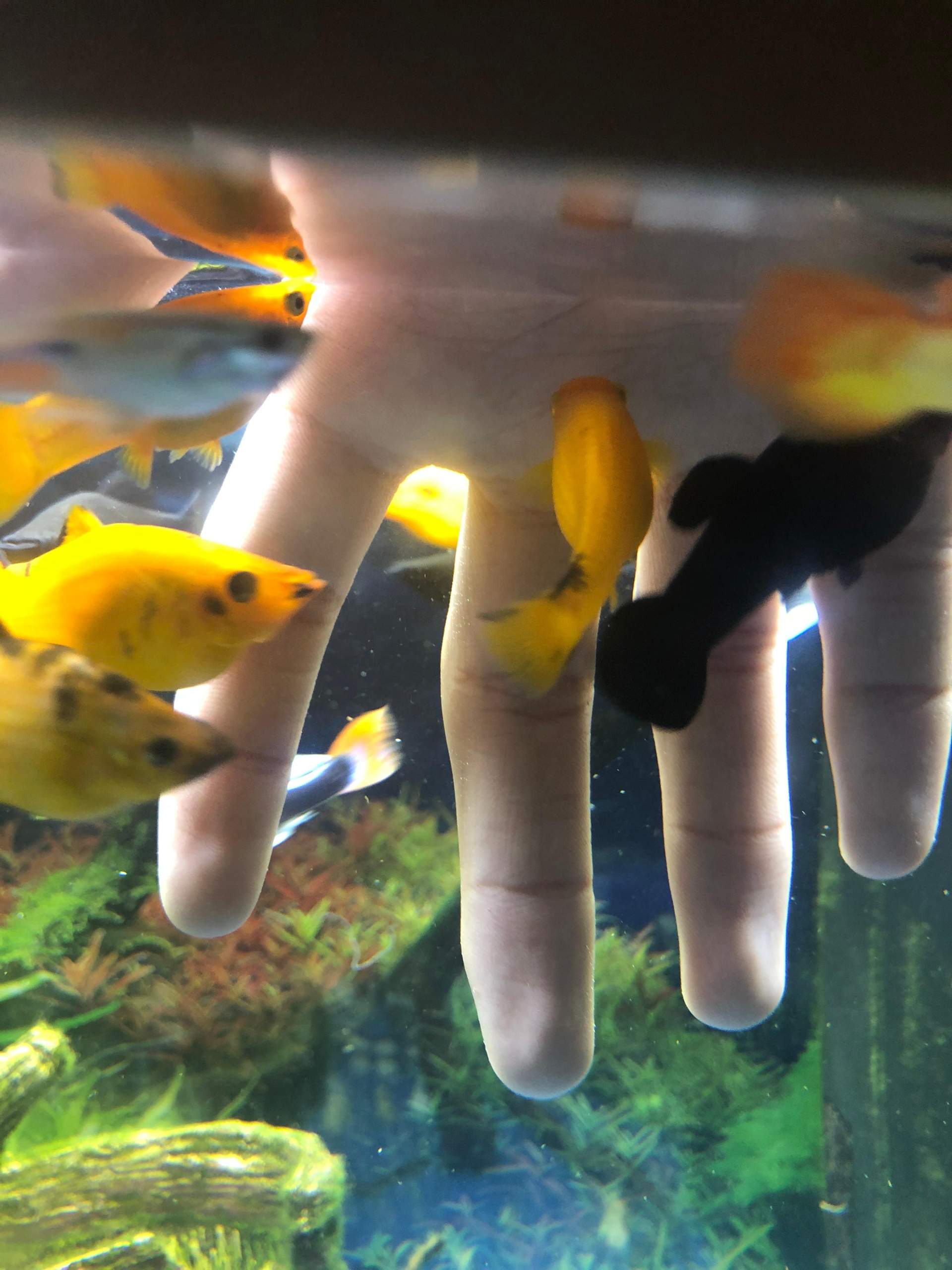 Warum knabbern Fische an der Haut? (Tiere, Biologie, Aquarium)