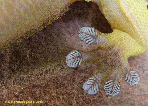 - (Schule, Tiere, Gecko)