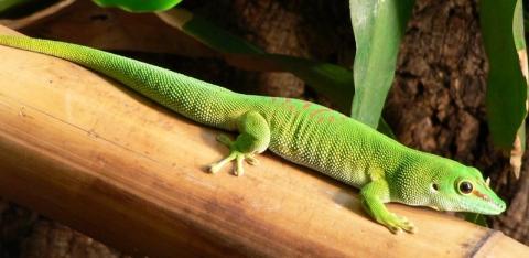 - (Schule, Tiere, Gecko)