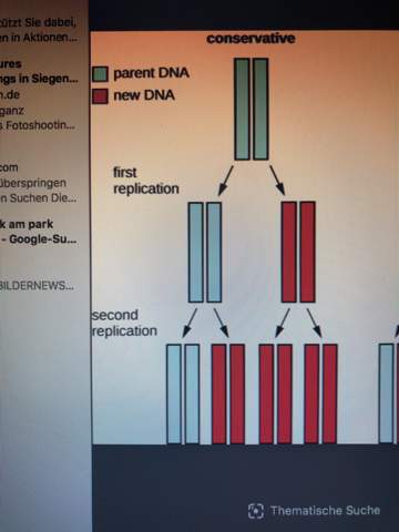 Warum kommt hier ein schwere & leichte DNA raus?