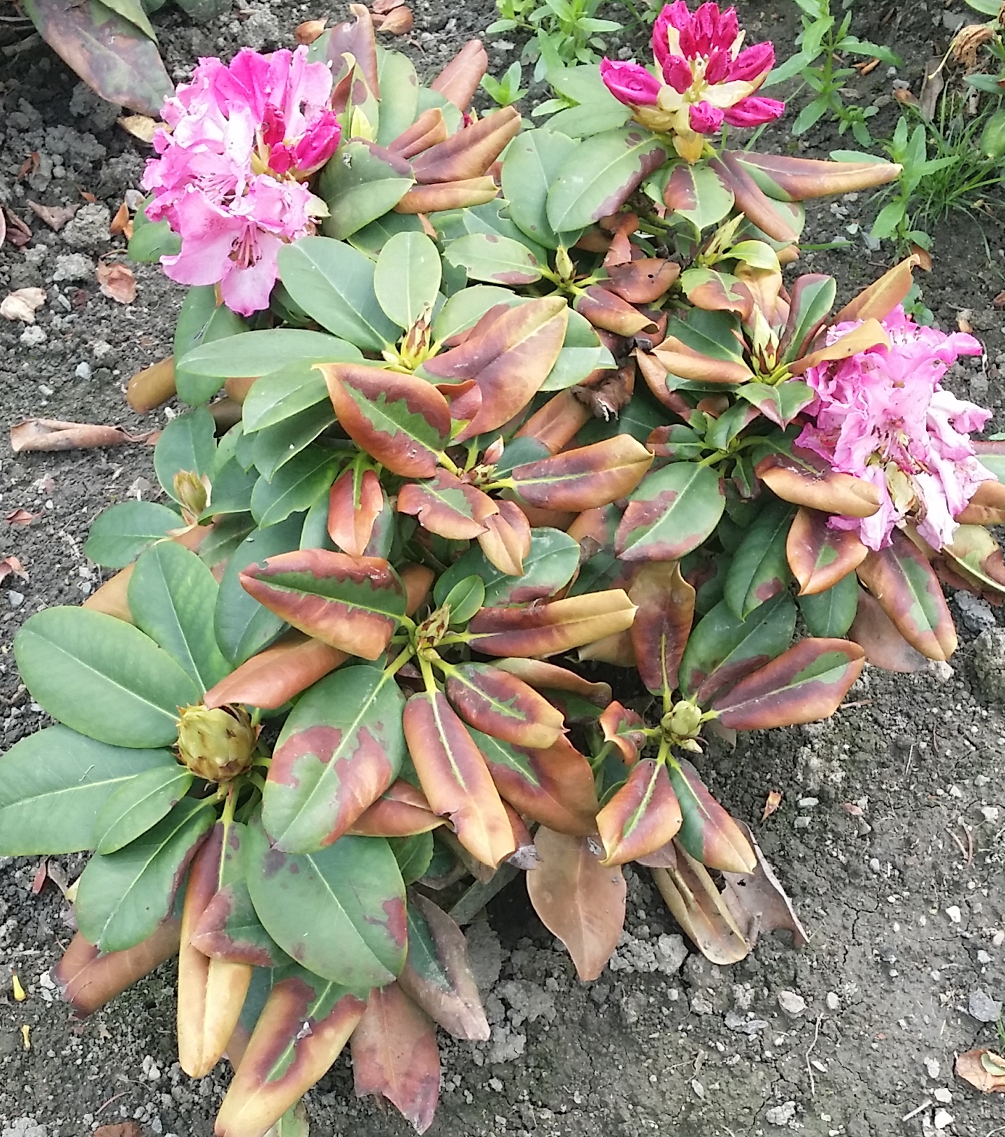 Warum kriegt mein Rhodedendron braune Blätter? (Garten)