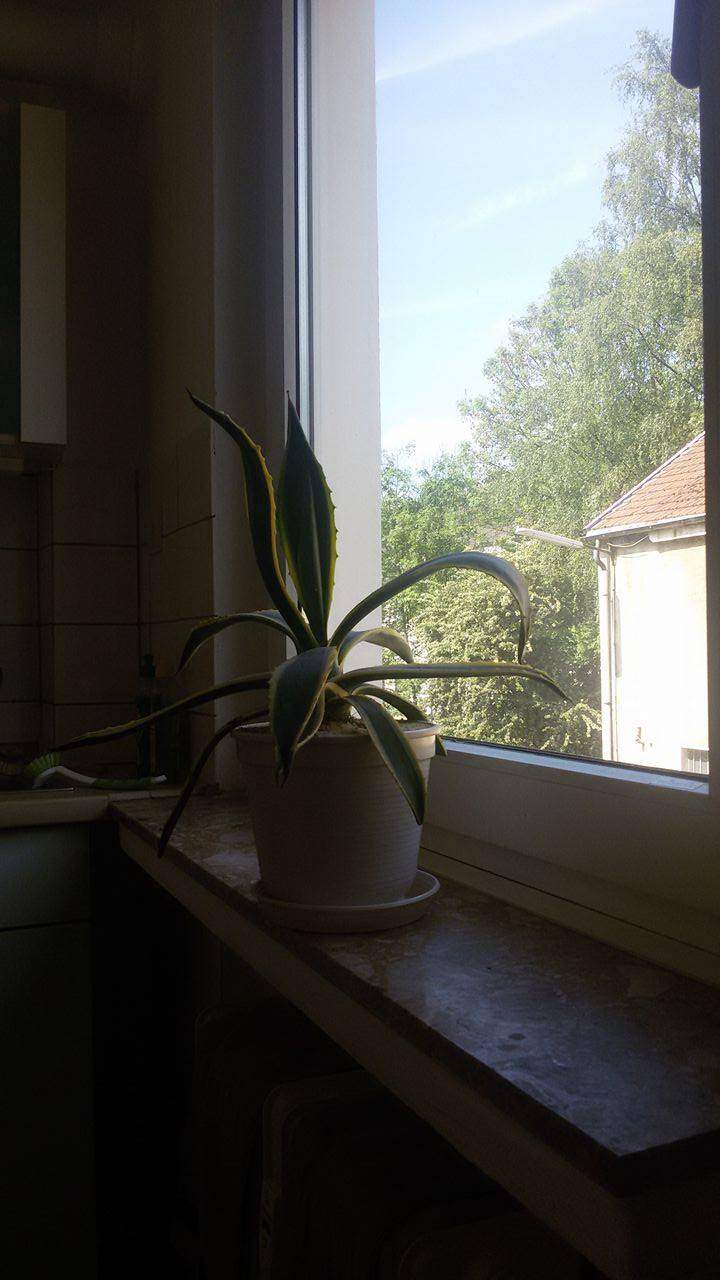 Warum kriegt meine Pflanze pltzlich krumme Bltter? (Pflanzen, Garten,  Natur)