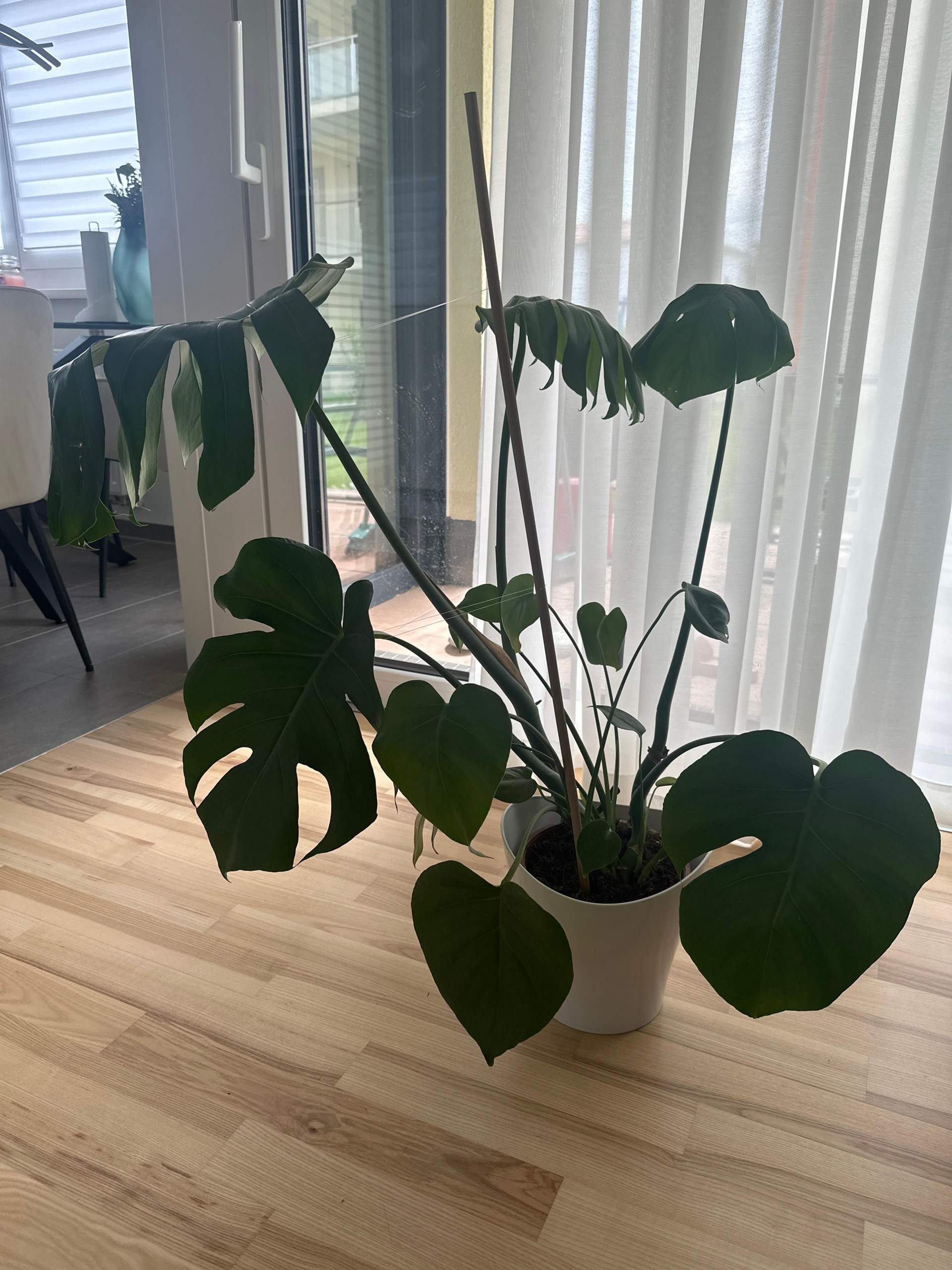 philodendron pedatum variegated Philodendron Variegated Pedatum – VORA + VINE