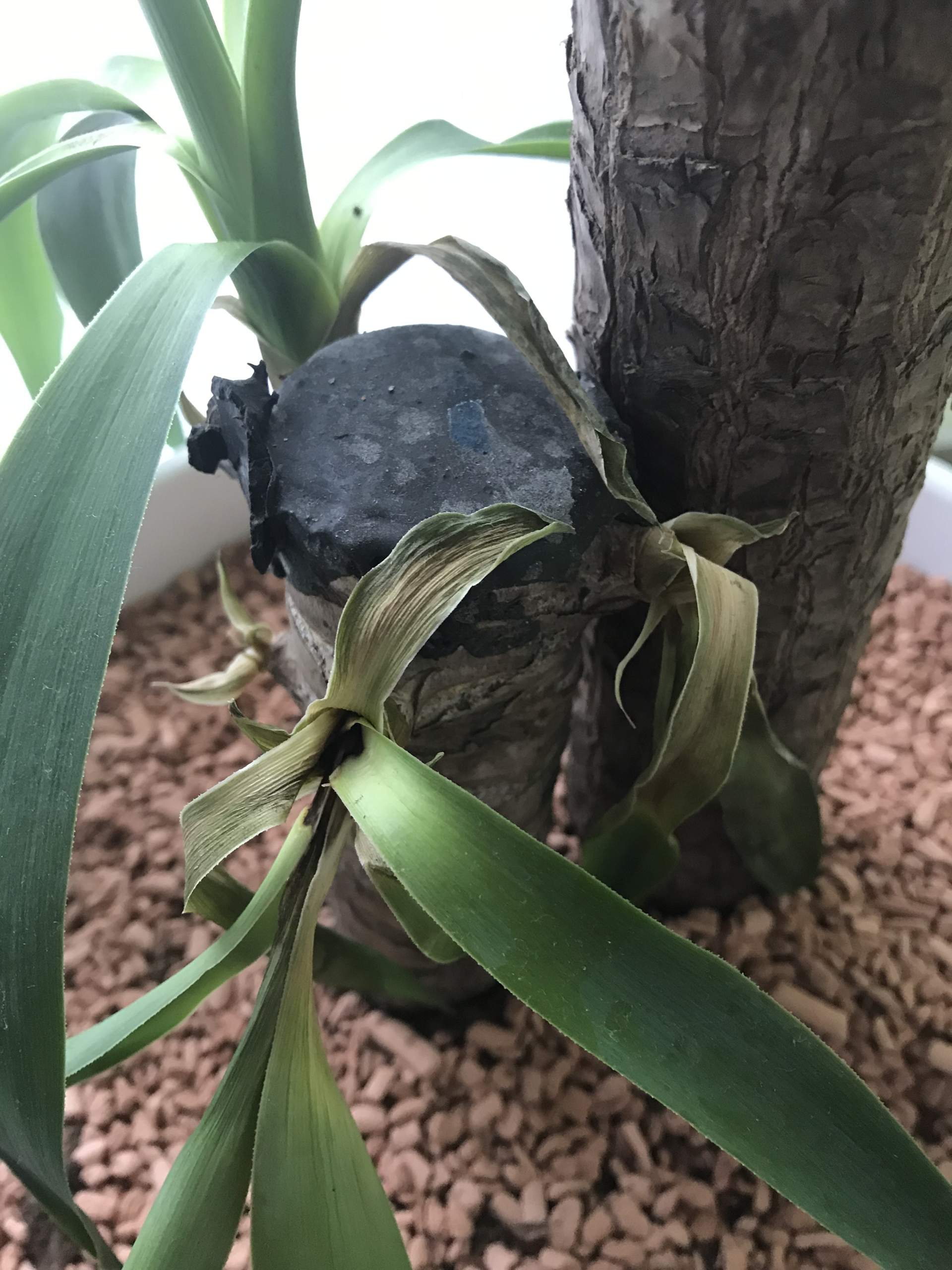 Warum lässt meine Yucca Palme die Blätter hängen? (Pflanzenpflege, Zimmerpflanzen, yuccapalme)