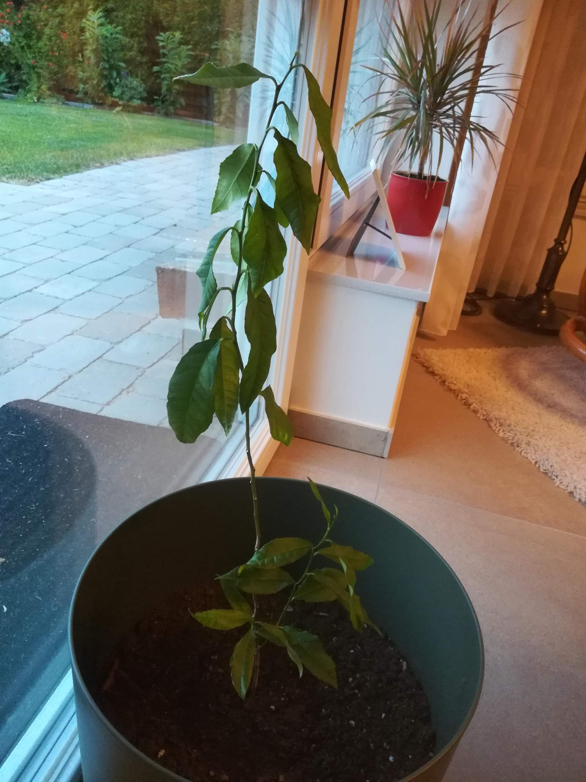 Warum lässt meine Zitrone die Blätter hängen? (Pflanzenpflege ... Warum lässt meine Zitrone die Blätter hängen? (Pflanzenpflege ...